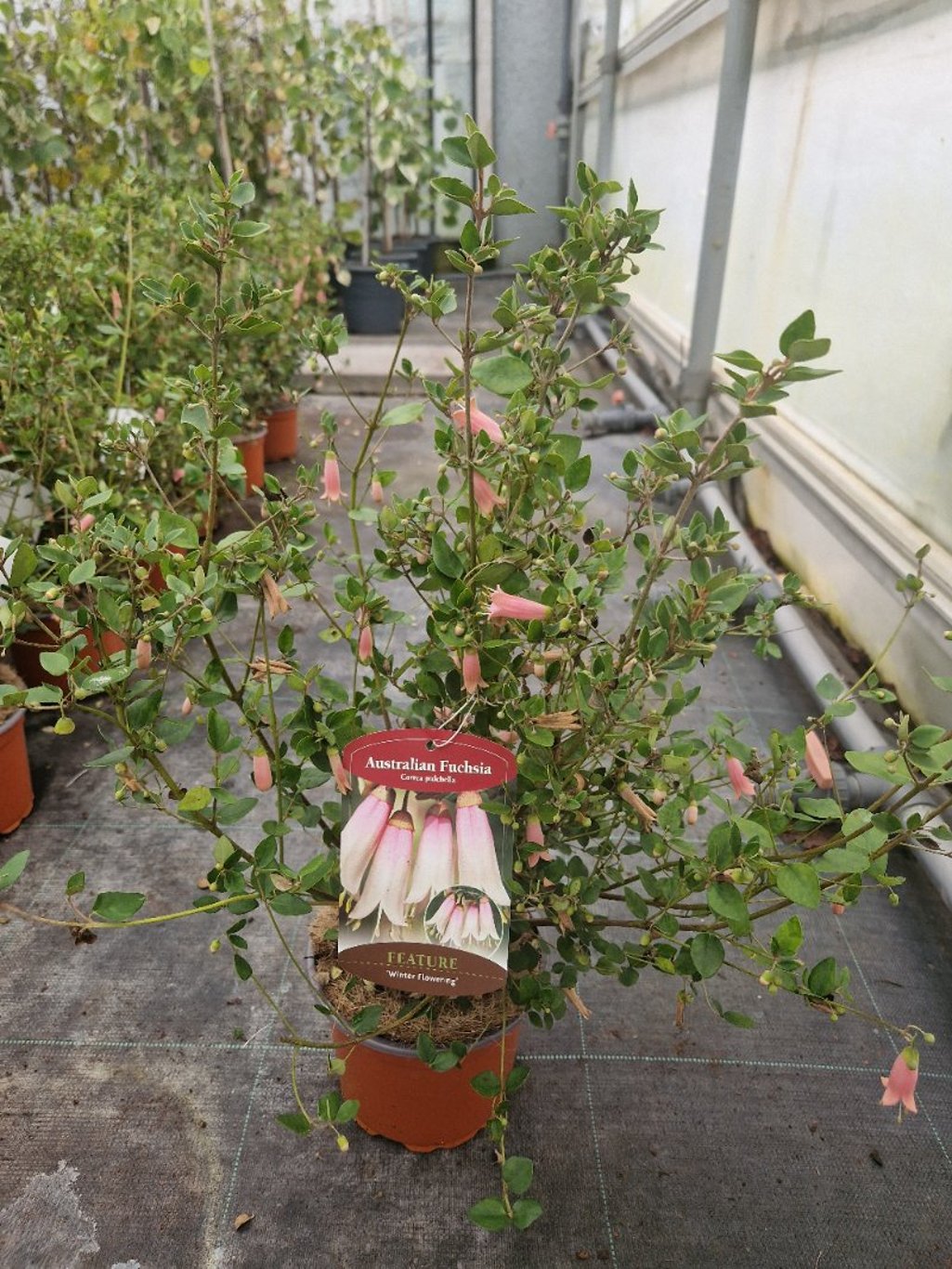 Correa pulchella - C2 30-40 CM